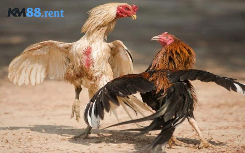 Tổng hợp kèo đặt cược đa dạng ở đá gà trực tiếp C2
